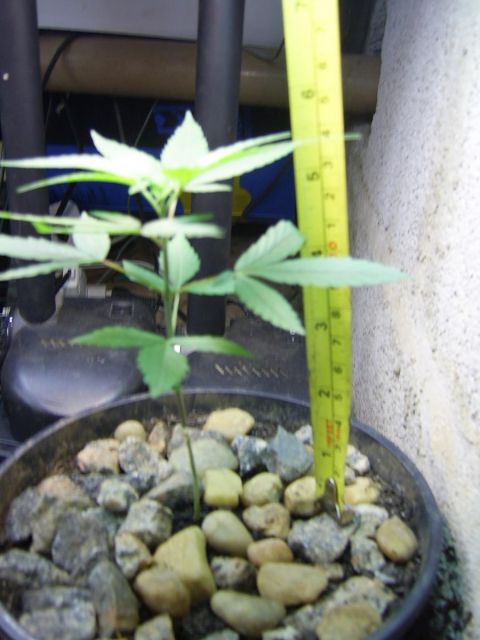 Posted Image