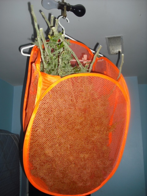 Posted Image