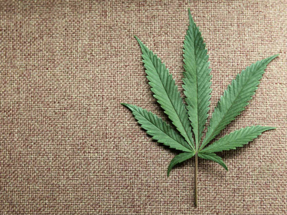 maconha - exame