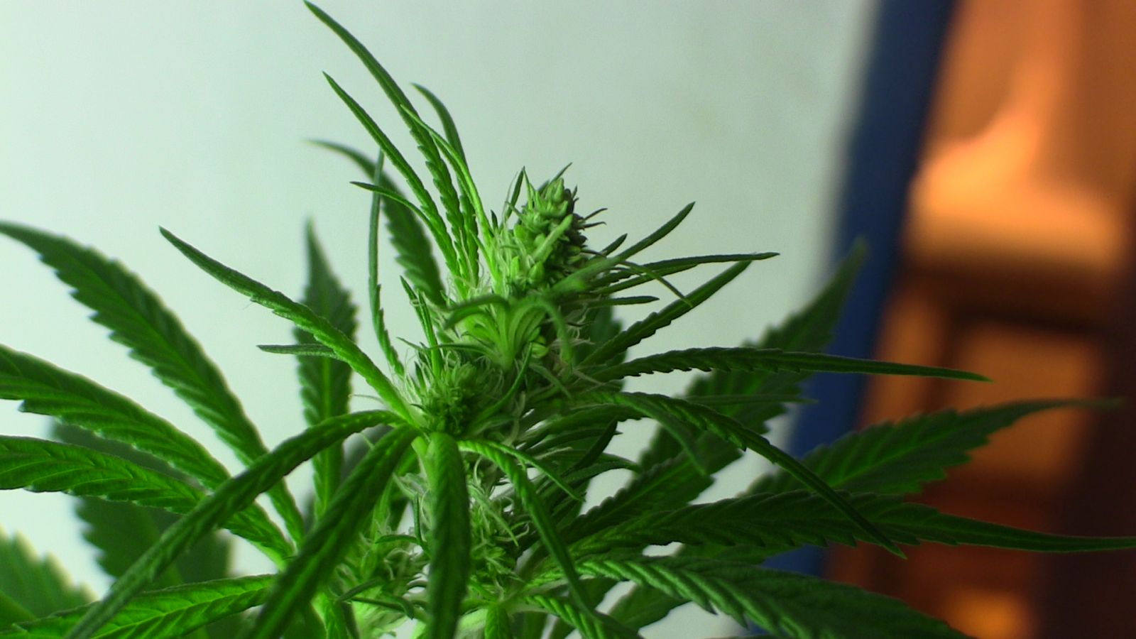 20-03 - Vegabox
