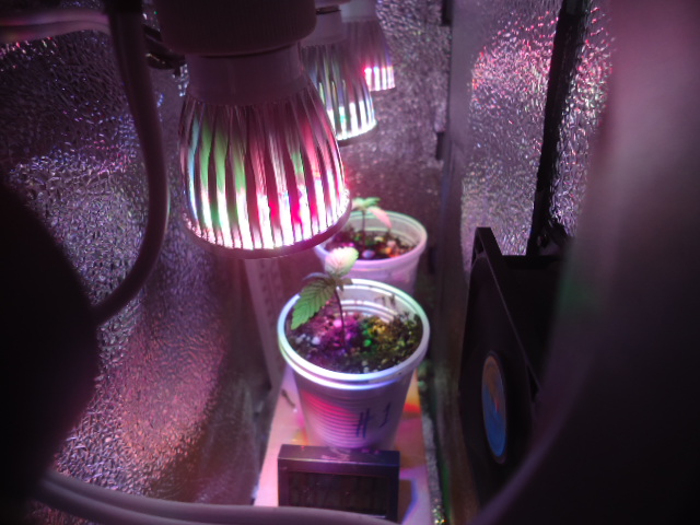 Pc Grow Led