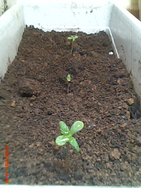 3º cultivo
