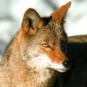 Coyotebc
