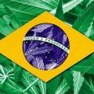 AmnesiaHazeBR