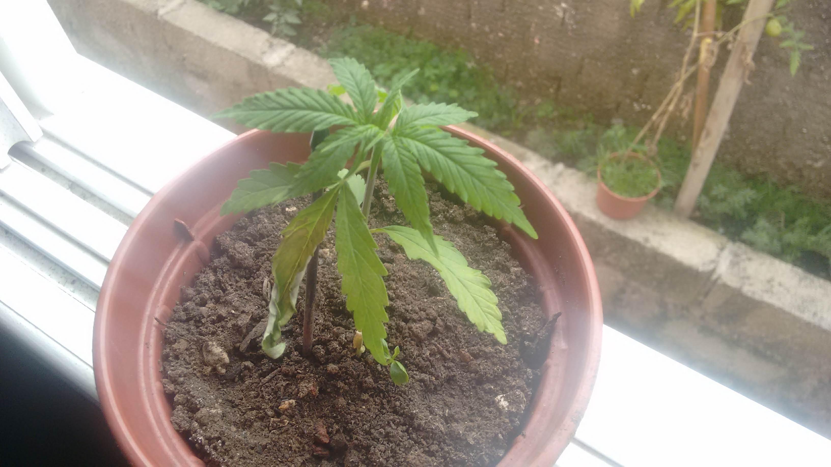 Planta Quebrou No Caule Informacoes Basicas Growroom