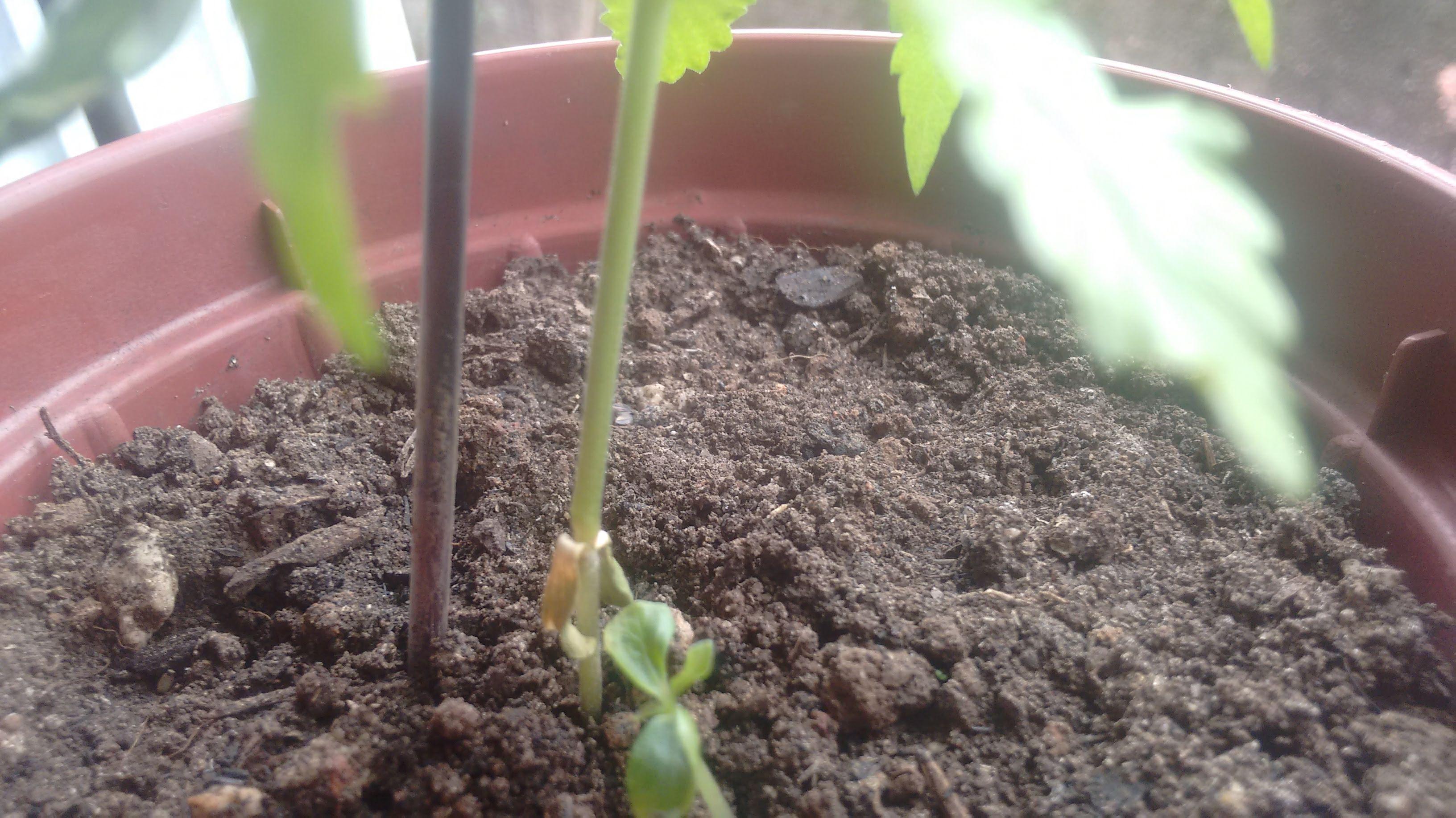 Planta Quebrou No Caule Informacoes Basicas Growroom