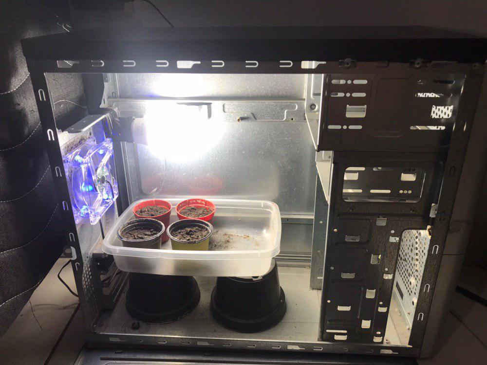 PRIMEIRO CULTIVO PC GROW