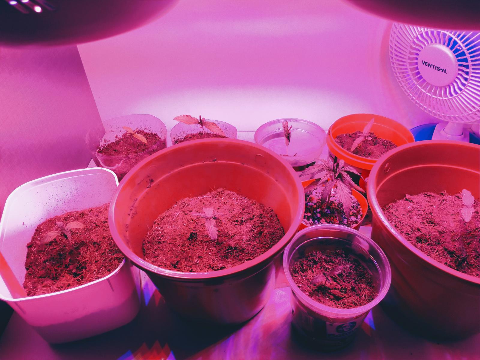 Primeiro cultivo
