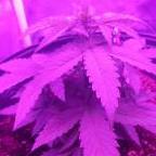 gurucannabico
