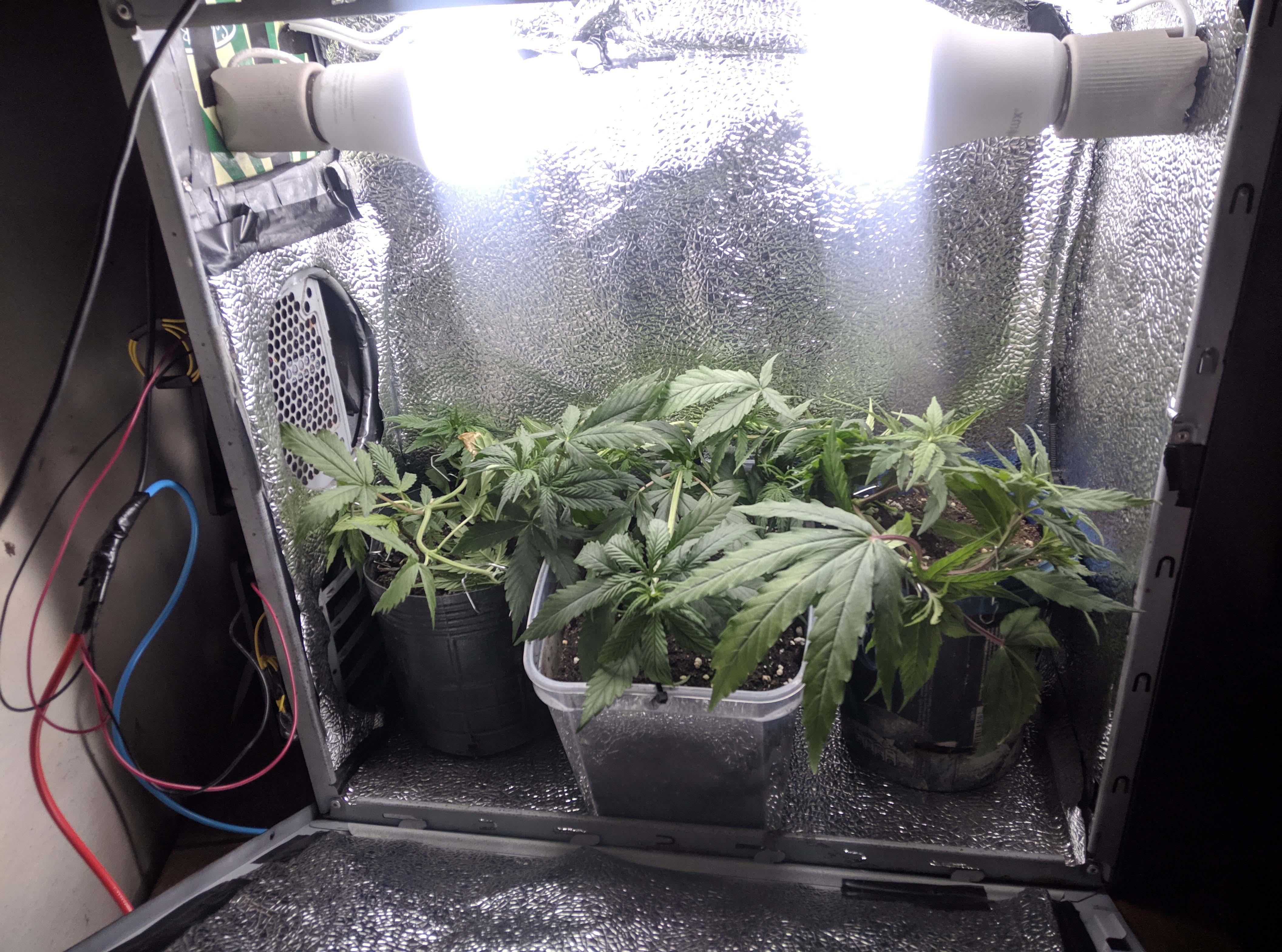 Iluminação pc grow - Informações Básicas - Growroom