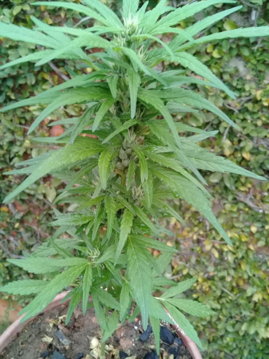 Sativona