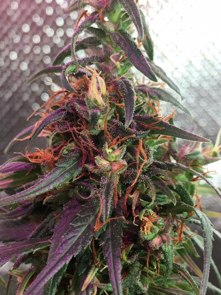 Cultivo Orgânico + cultivo solo inerte (cultivo simples e econômico)