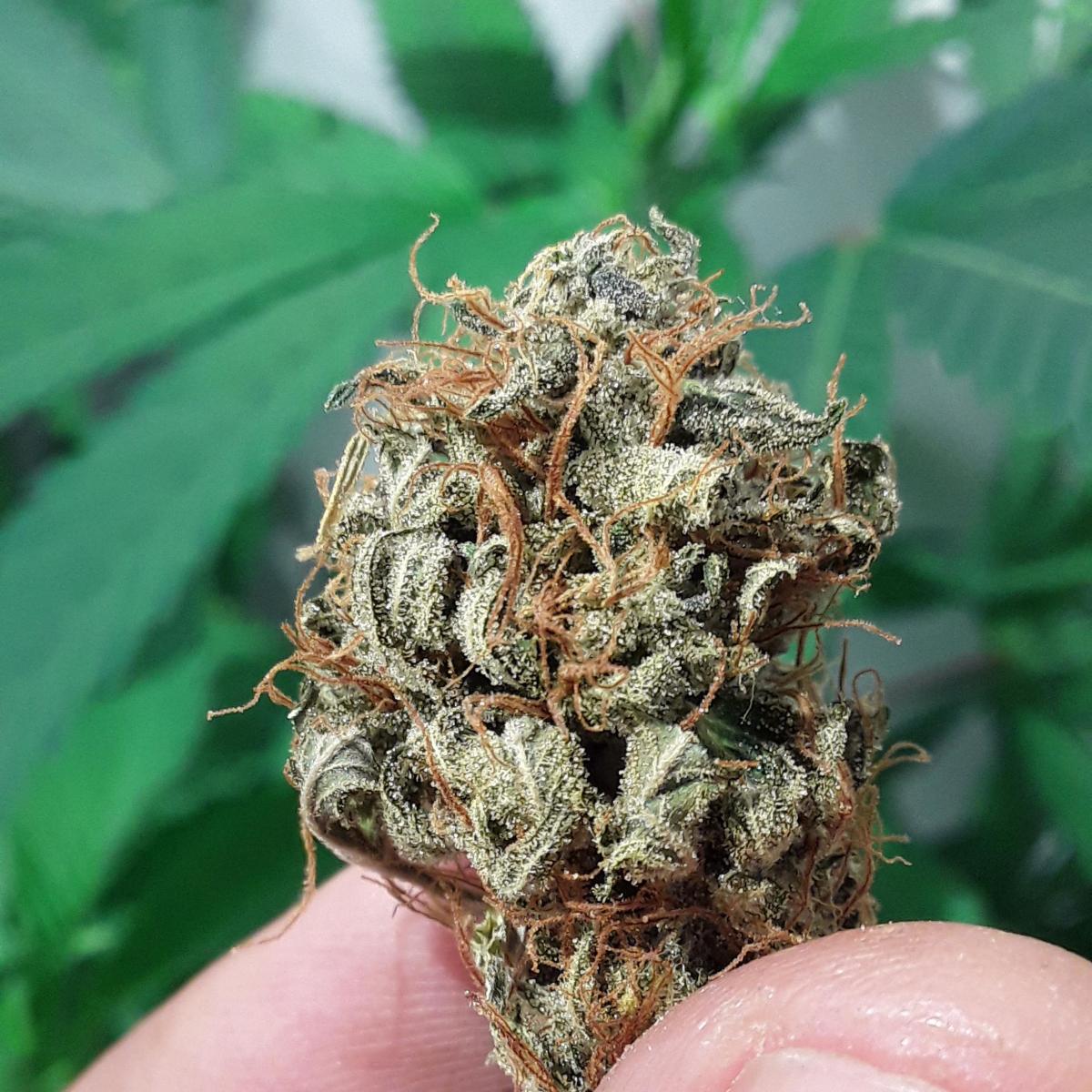 GELADO 33 CANNABIUSORGANIC E ROYAL MELOW PURPLE