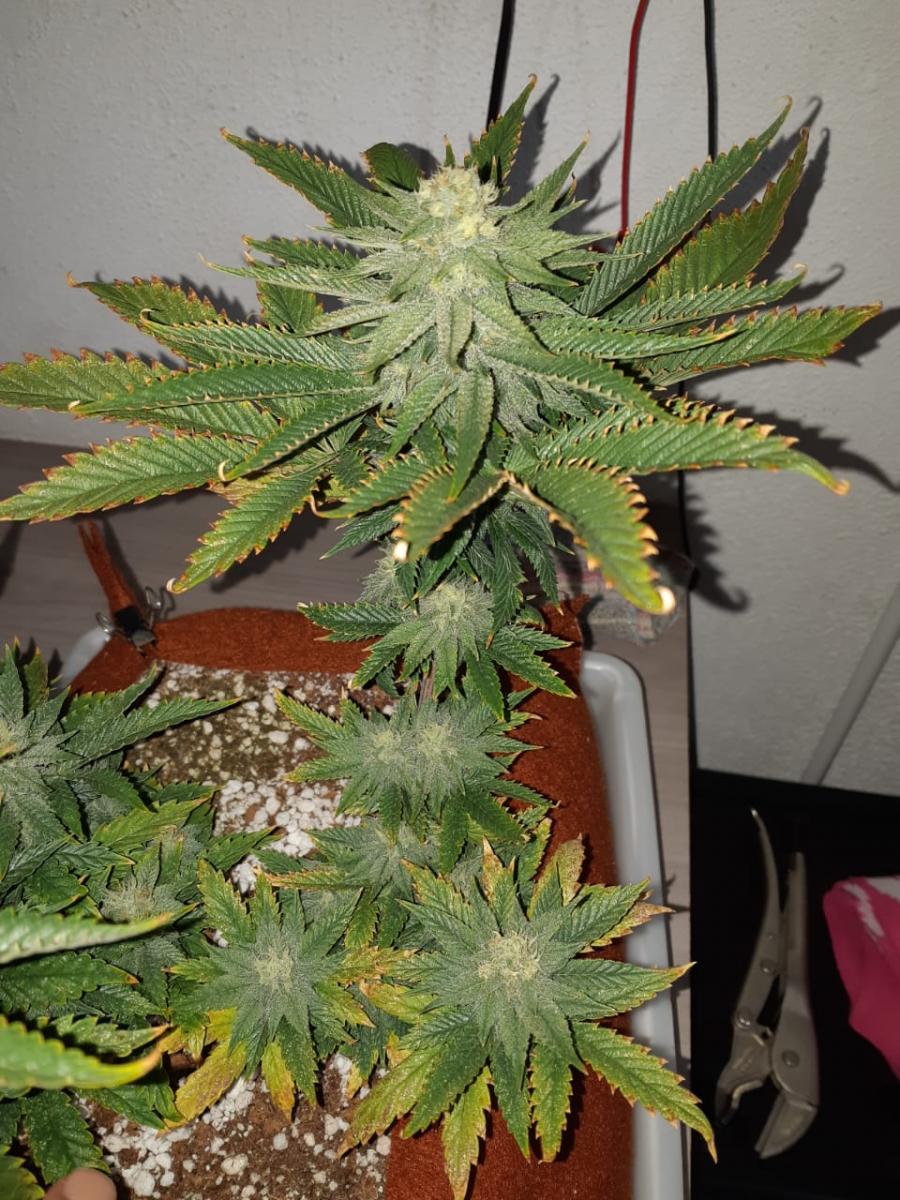 PCGrow + Balcao