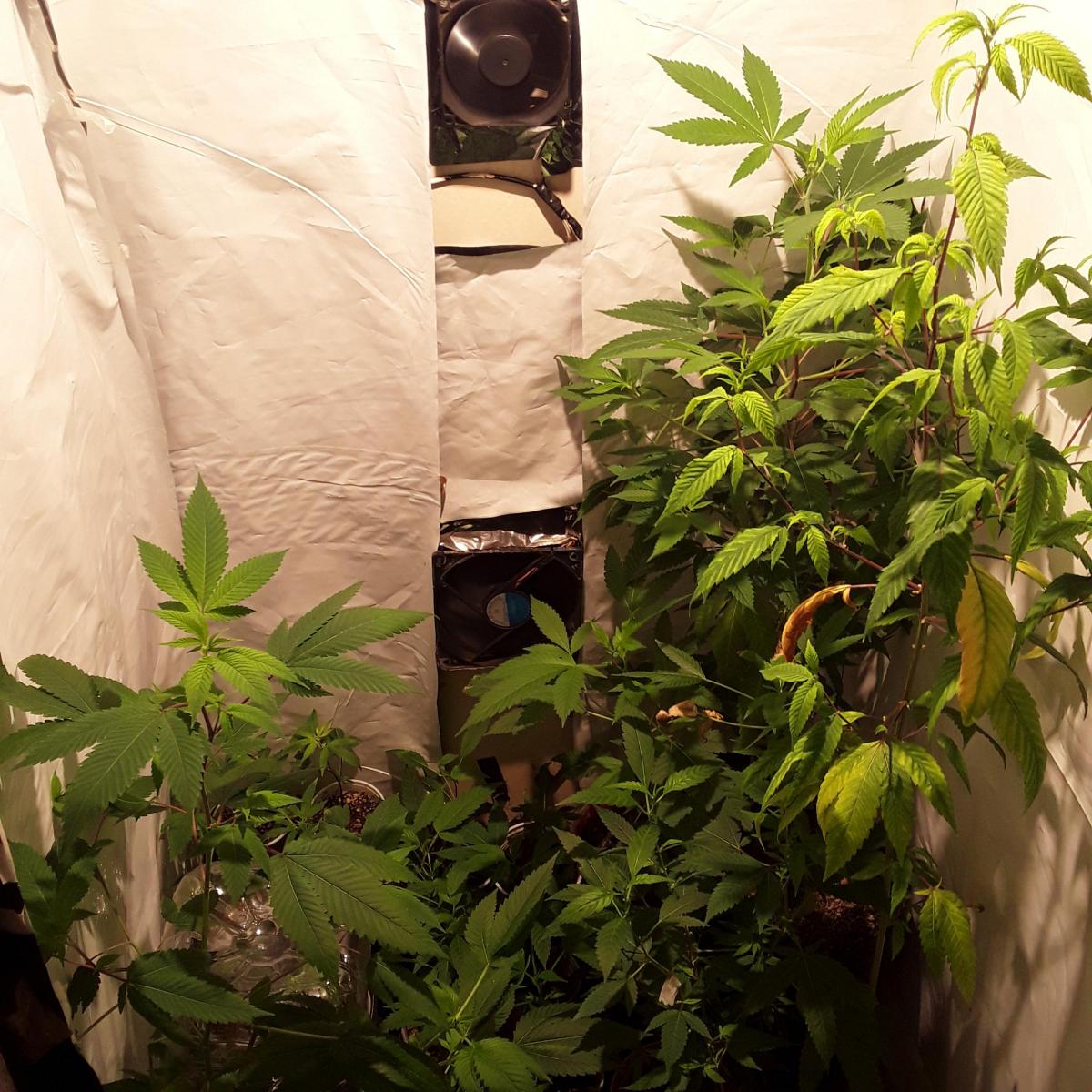 GELADO 33 CANNABIUSORGANIC E ROYAL MELOW PURPLE