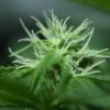 planta