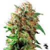 giant sativa