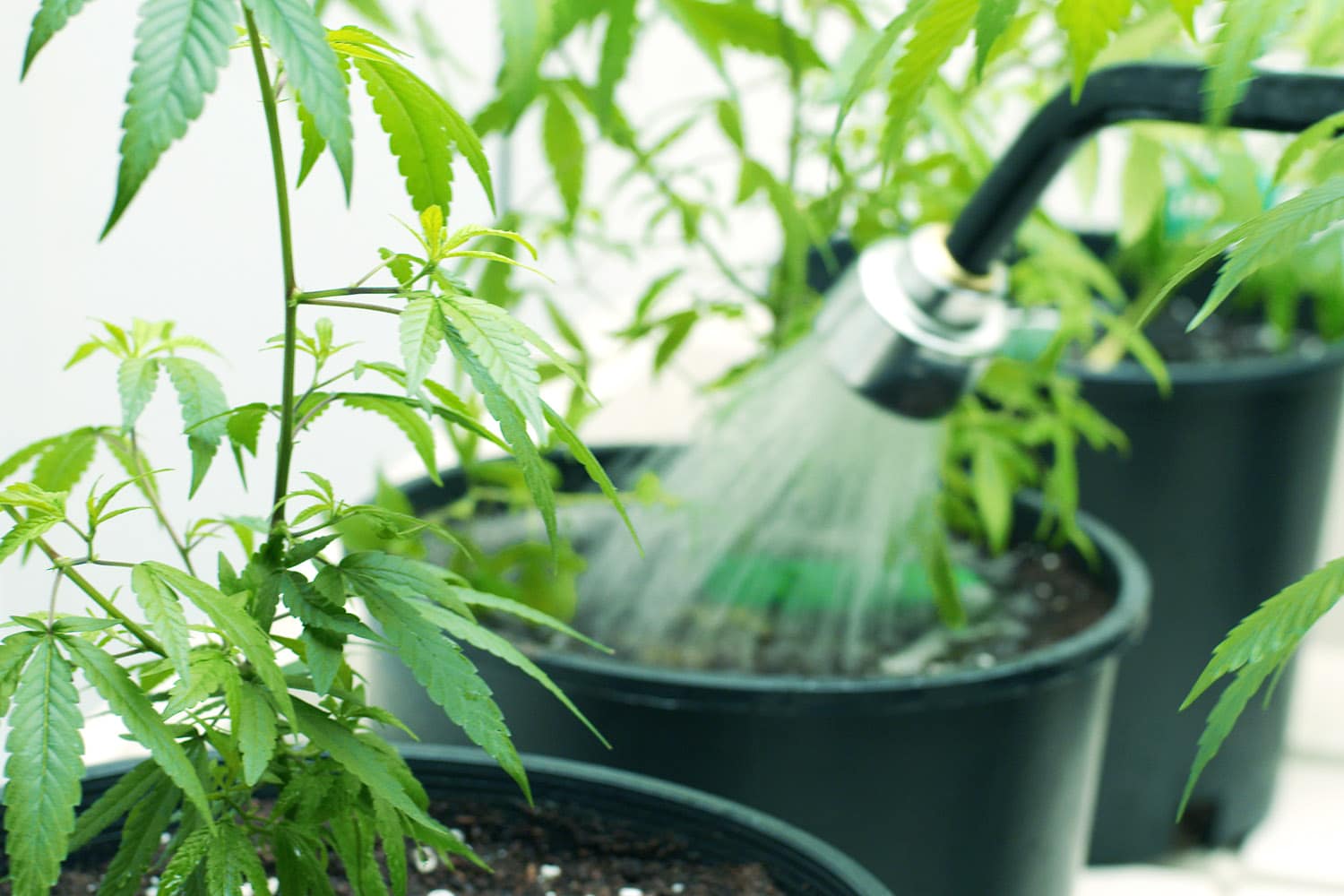 Plantas sendo regadas