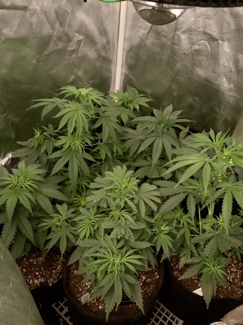 Na imagem acima: Cultivo no período vegetativo, em fase de crescimento