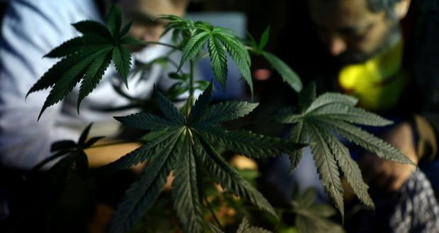 Essas são várias dicas para plantar maconha em casa de diferentes maneiras