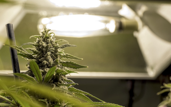 Diferença Entre Cultivo Indoor E Outdoor Growroom Cultivo Indoor E Outdoor