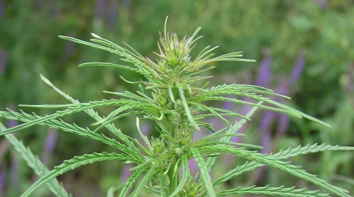 Cannabis Ruderalis que dá origem às sementes automáticas de maconha
