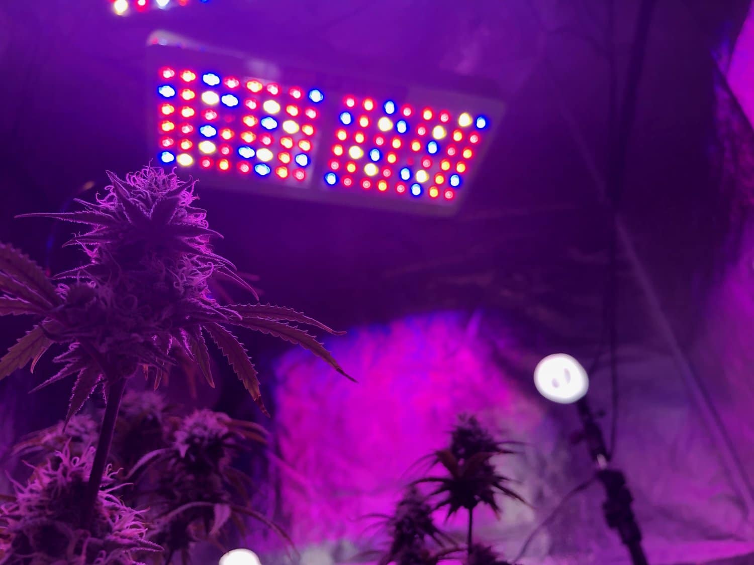 LED - Lâmpadas para plantar maconha