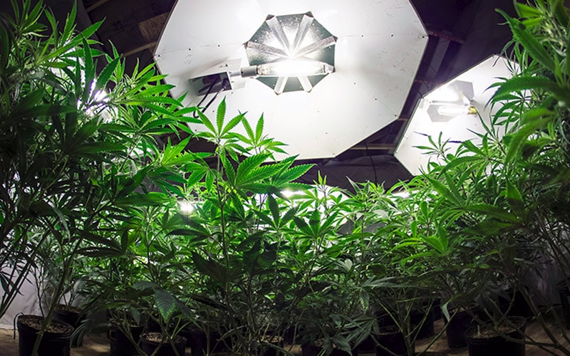 HQI - Lâmpadas para cultivar maconha 