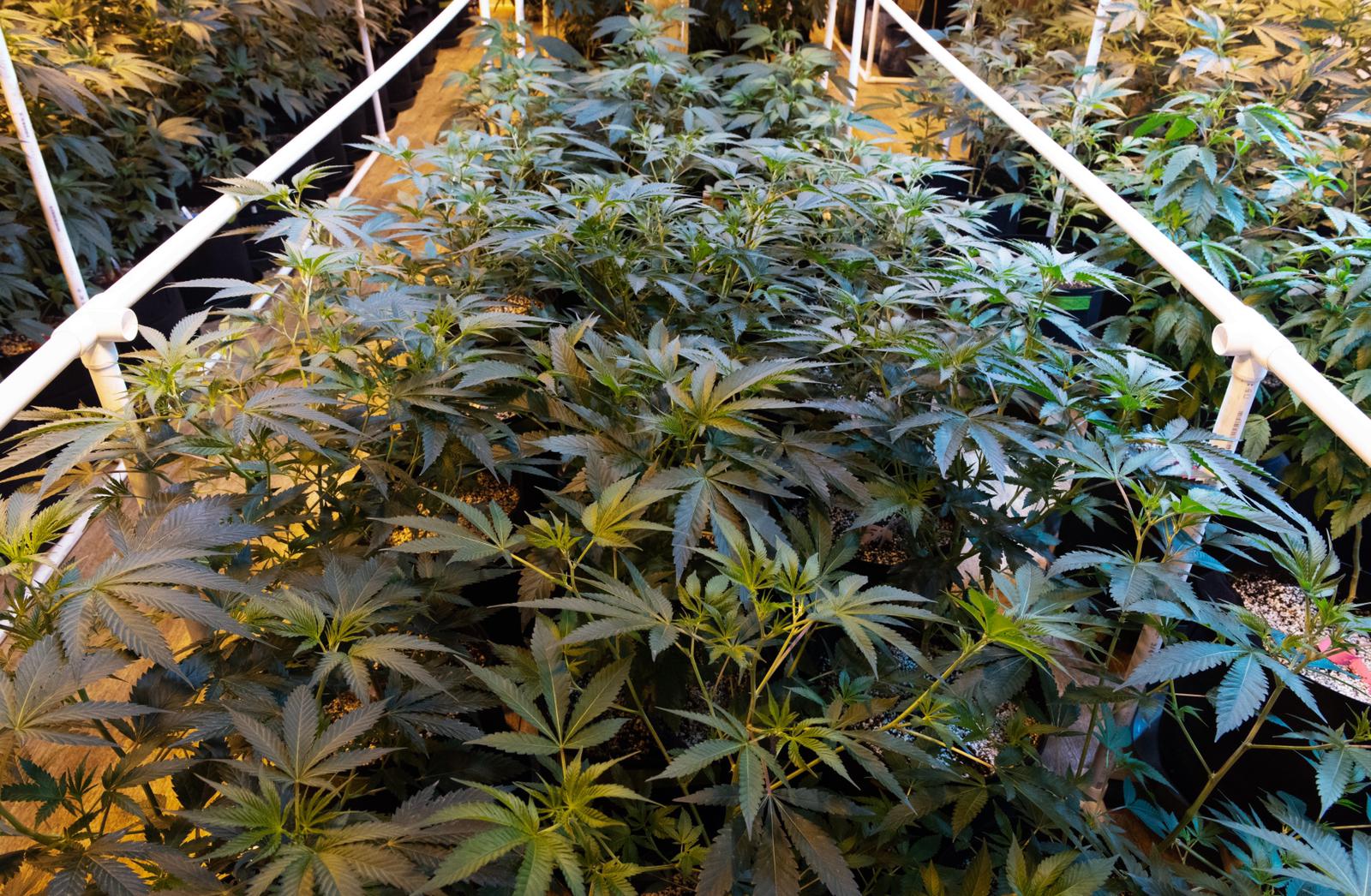 Cultivo da Bamf Extractions - Growroom entrevista Bamf Cultivo da Bamf Extractions - Growroom entrevista Bamf