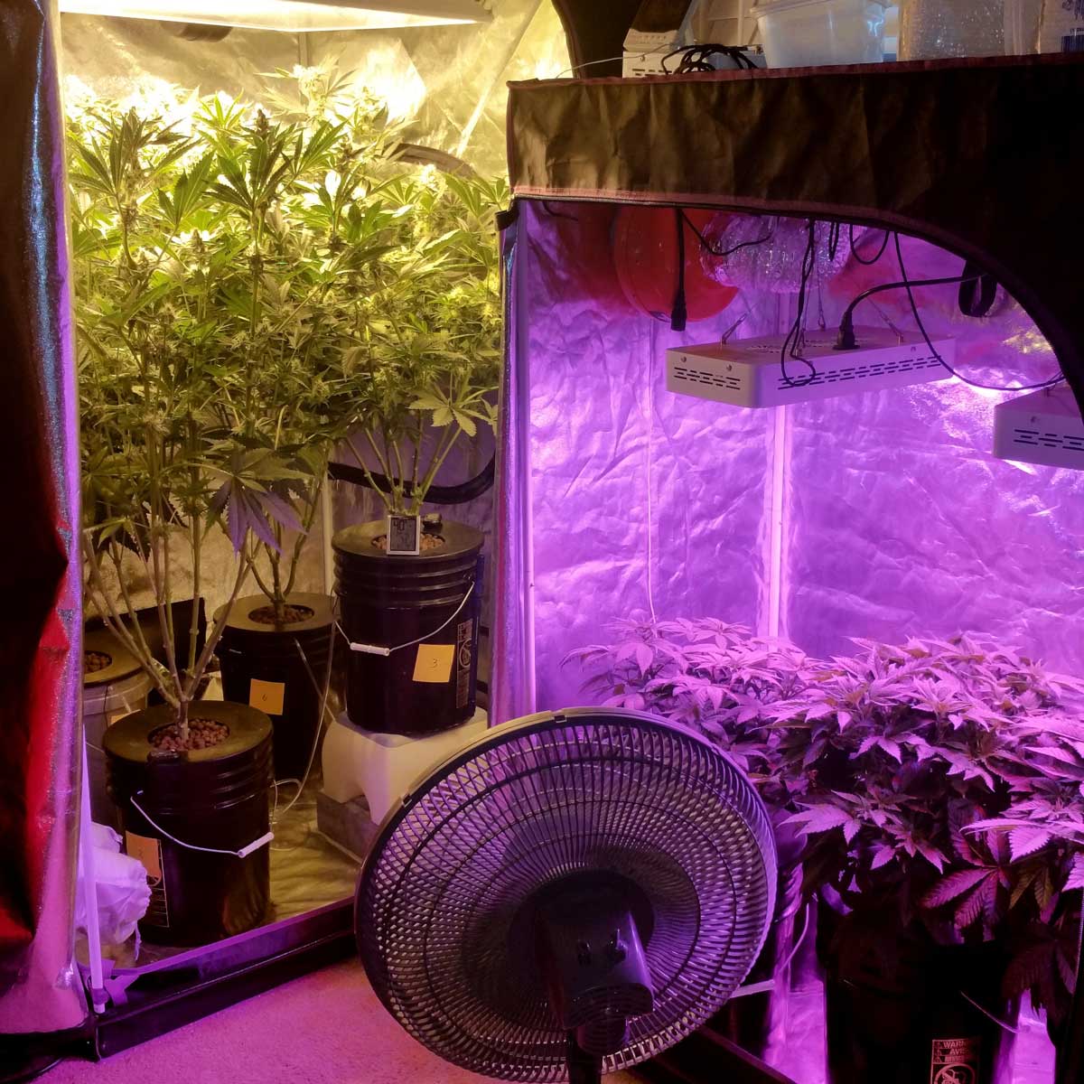 Lâmpadas para cultivar maconha