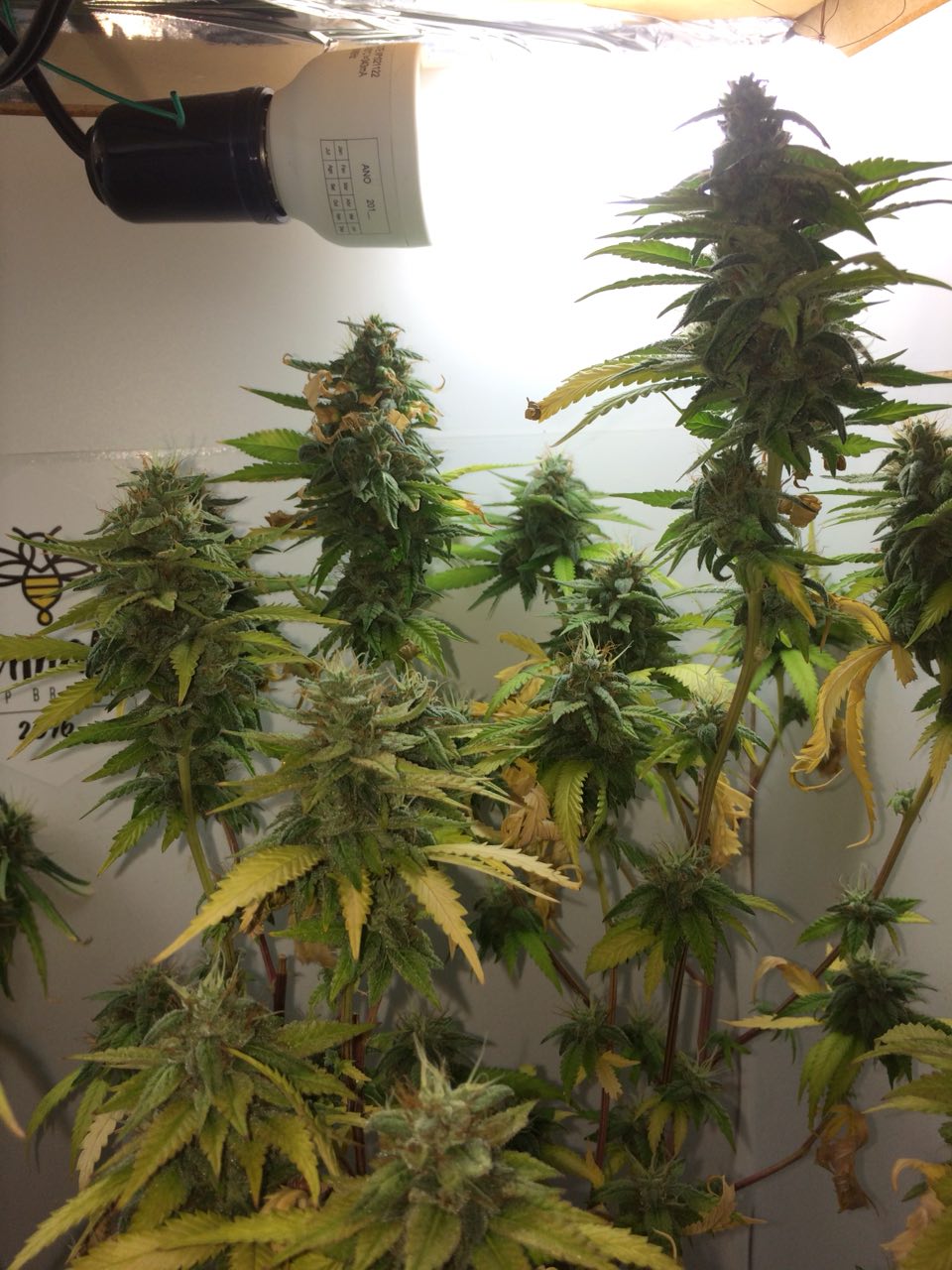Floração em Micro Grow com apenas uma lâmpada.