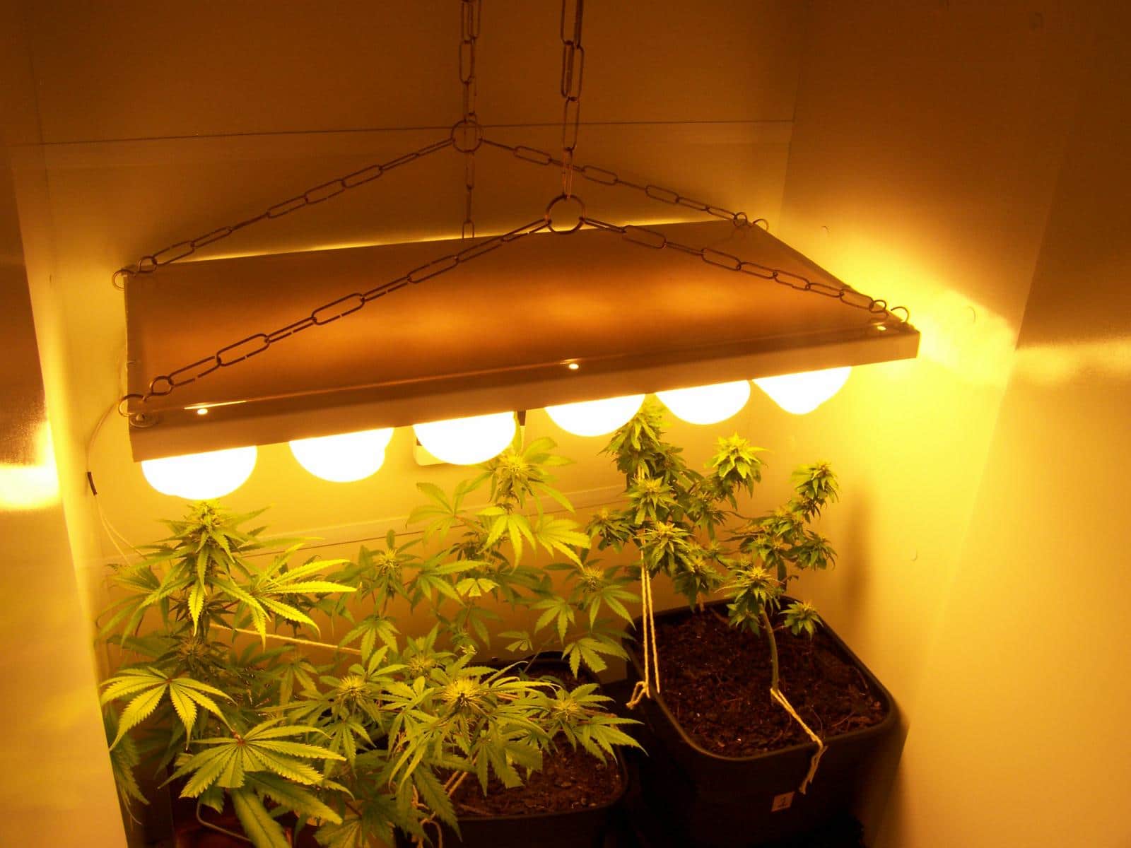 Pequeno cultivo bem iluminado