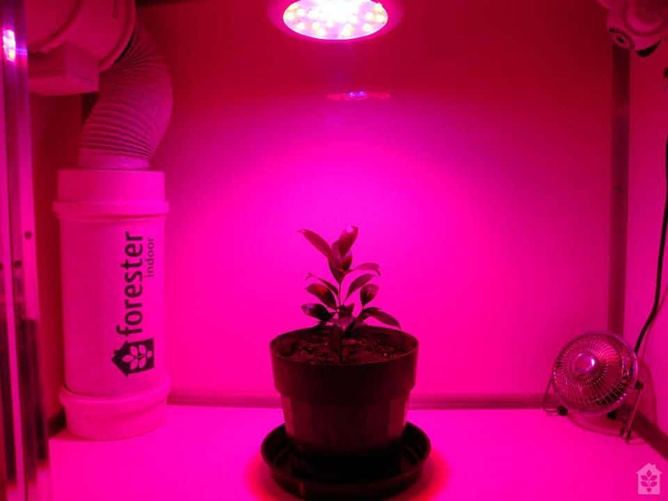 Lâmpadas de LED são ideais em um Micro Grow