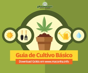 Como plantar maconha - Guia de cultivo