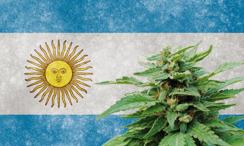 cultivo caseiro Cannabis Argentina