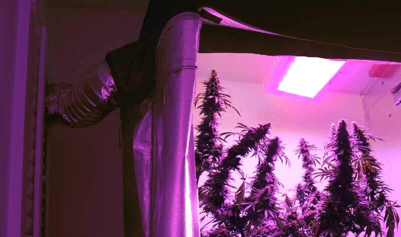 Luzes do grow acesas e perceptíveis podem prejudicar - Créditos: Cannabis Industrial Marketplace