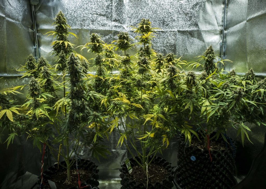 Cannabis automática - Créditos Royal Queen Seeds