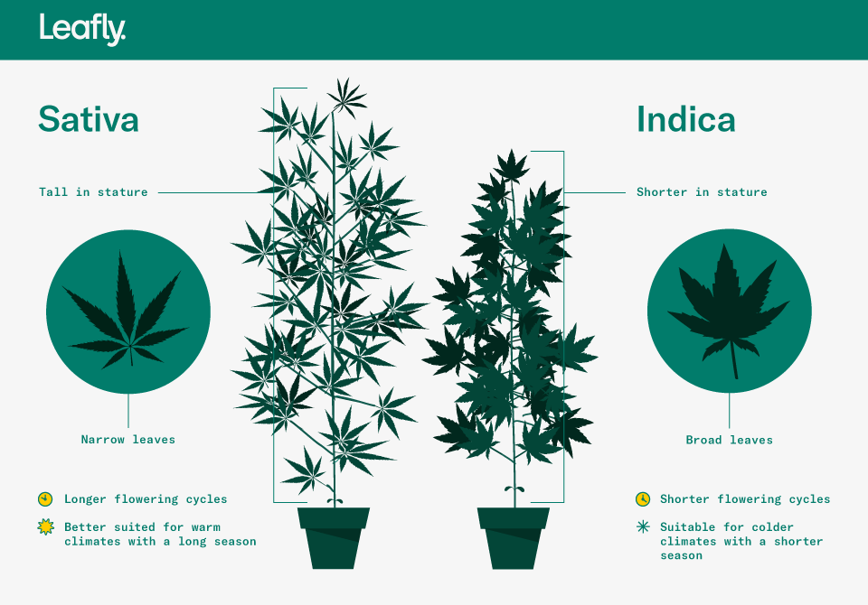 Características da Cannabis Indica