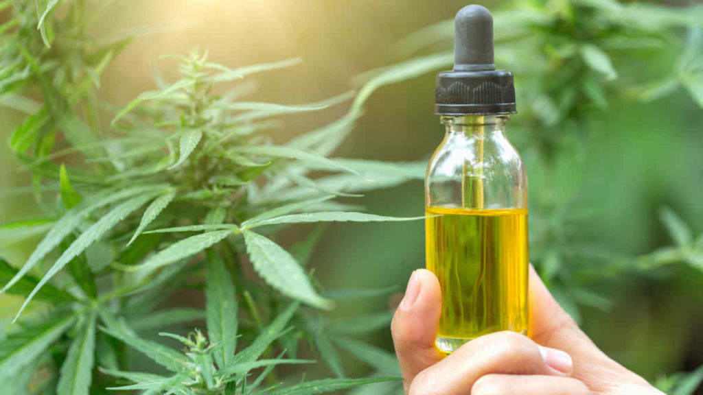 óleo de cannabis