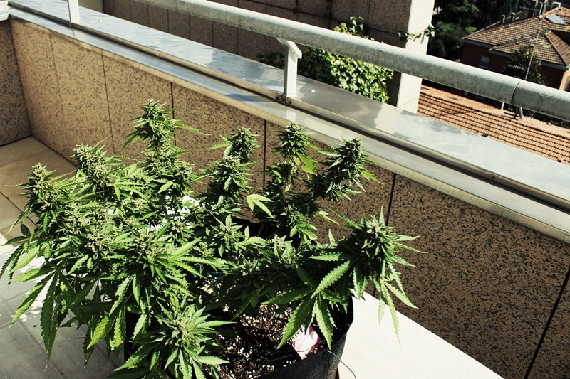 cultivando outdoor para gastar pouco - Royal Queen Seeds