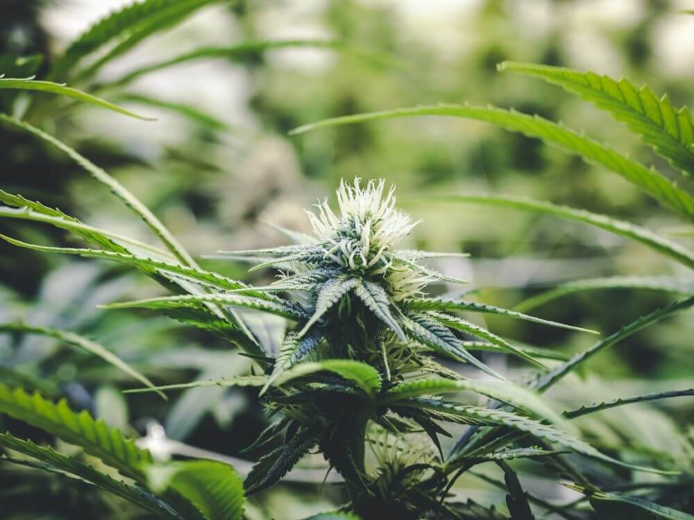 Aprenda a cultivar a White Widow - Weed Center