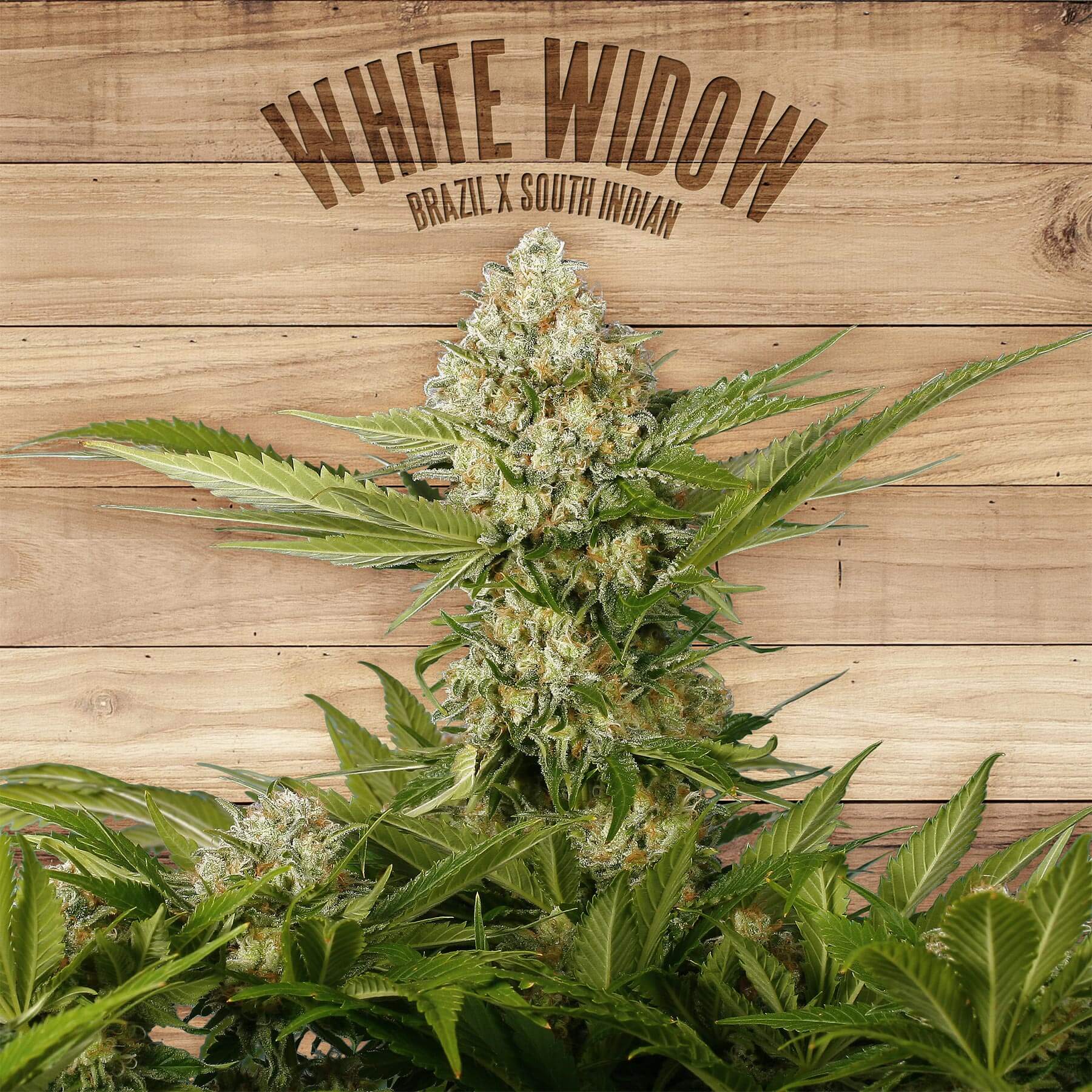 White Widow - Kannabia Seed Company (1)