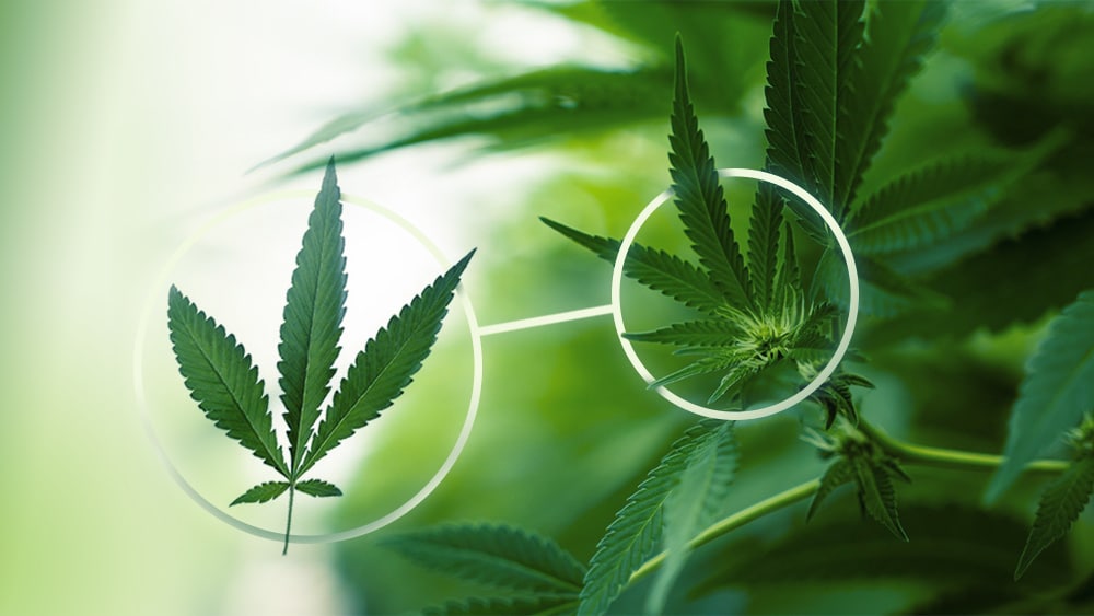 folha de maconha cannabis ruderalis
