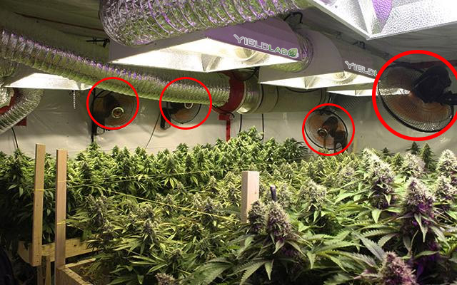 ventiladores em cultivo indoor de maconha